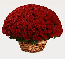 Премиум букет из: Розы #REPLACE_PRED# Магнитогорске